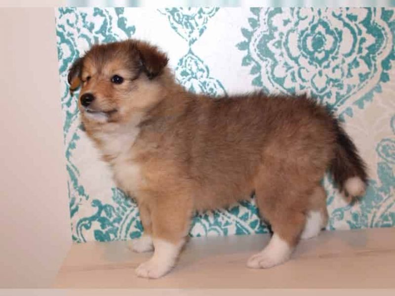  Regalo Cuccioli di shetland sheepdog