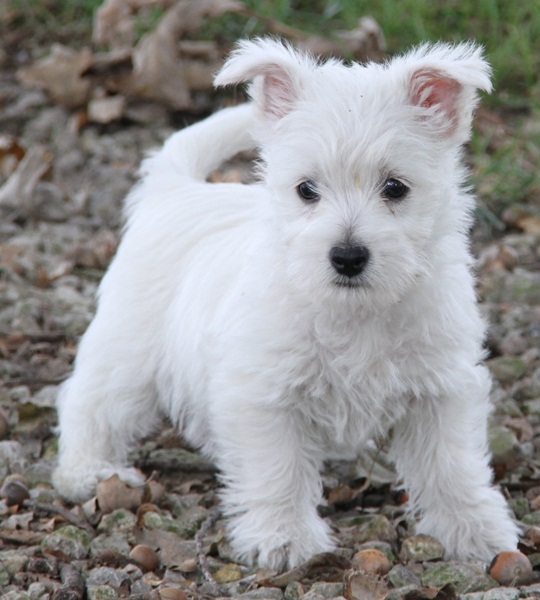  Regalo adorabili cuccioli West highland terrier bianco femminucce e maschietti
