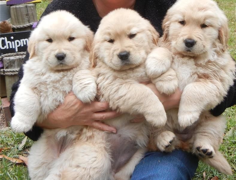  REGALO Golden retriver cuccioli