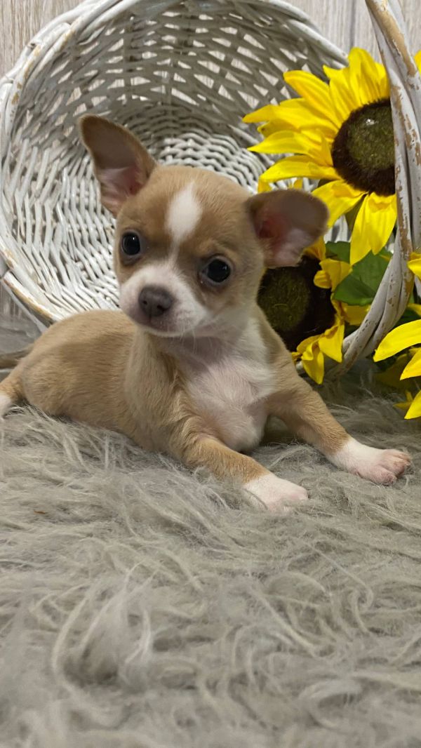 Chihuahua cuccioli introvabili cuccioli di Chihuahua  (marieiris783@gmail.com)