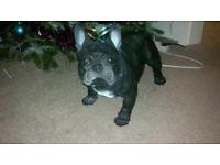 Bulldog Francese