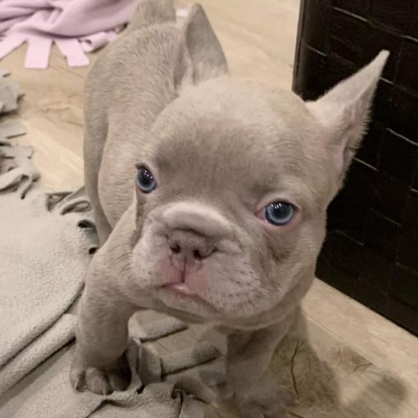 Cuccioli di bulldog francese 