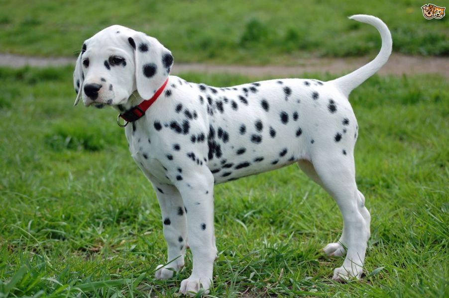  Regalo abbiamo cuccioli di dalmata