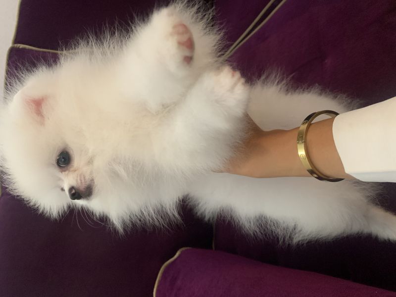 Vendo un cucciolo della pura razza Pomerania toy 