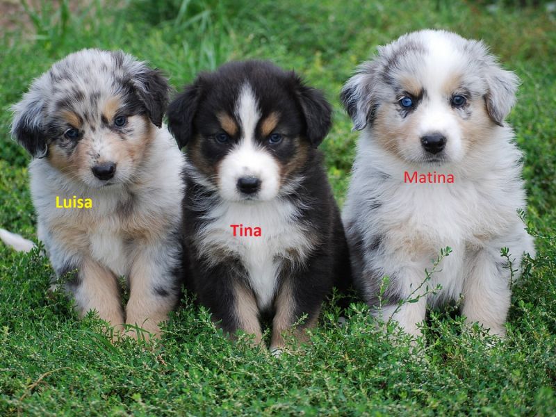  Regalo adorabili cuccioli pastore australiano