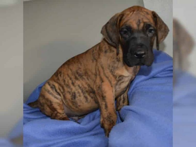  Regalo adorabili cuccioli Alano femminucce e maschietti disponibili