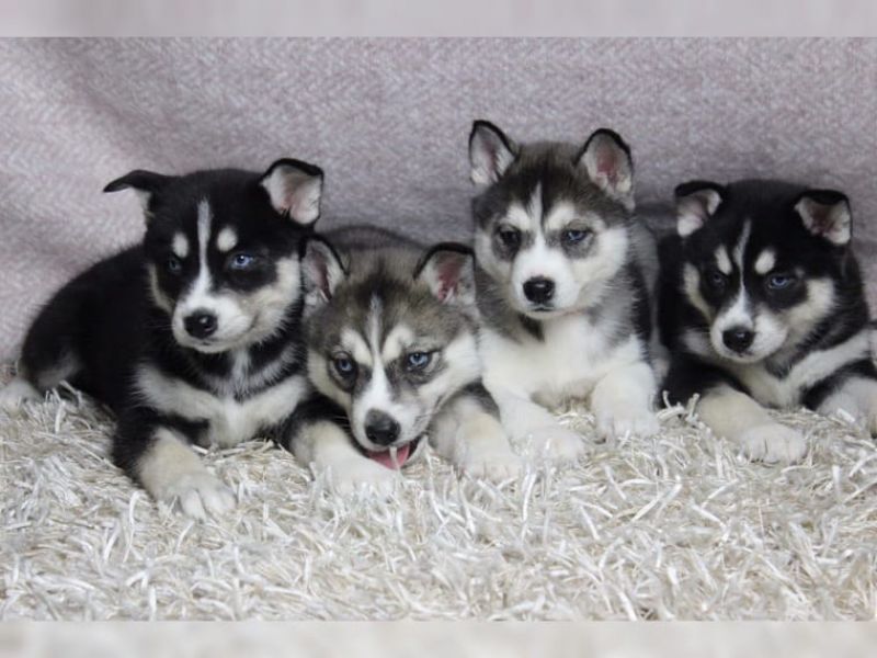  Regalo cuccioli Siberian Husky Maschio e Femmina