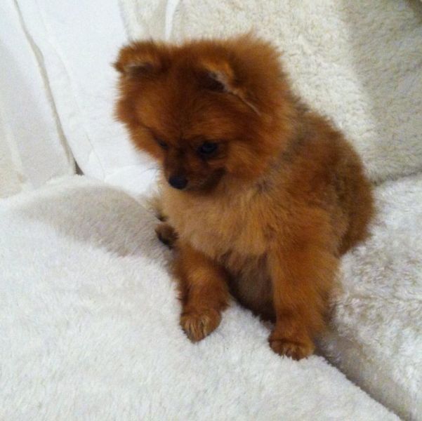 Cuccioli di Pomerania introvabili