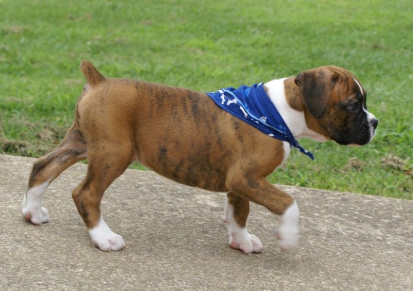  Regalo Cuccioli di Boxer