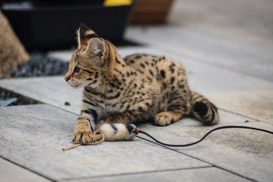  gattini Savannah   ( Gratis )