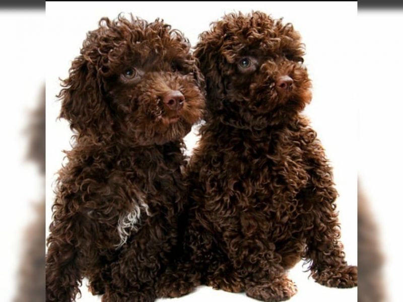  REGALO barboncino cuccioli