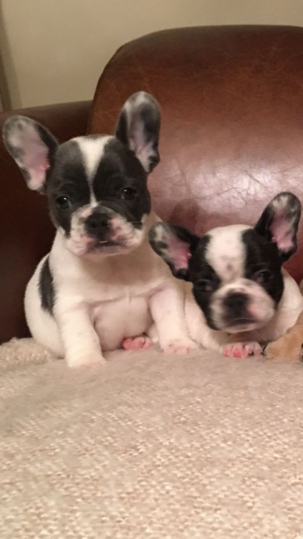  buldogue frances