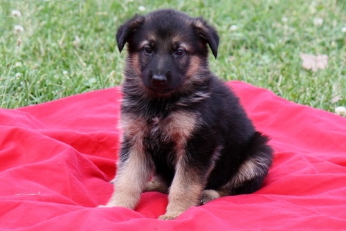  REGALO Cuccioli pastore tedesco