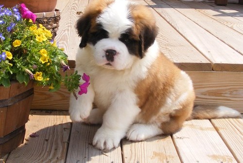  Regalo adorabili cuccioli san bernardo