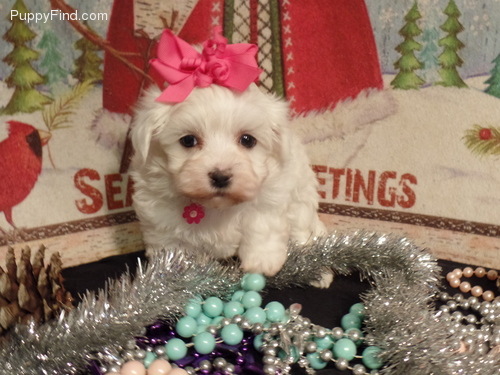 Cuccioli di micro maltese  ( Gratis )