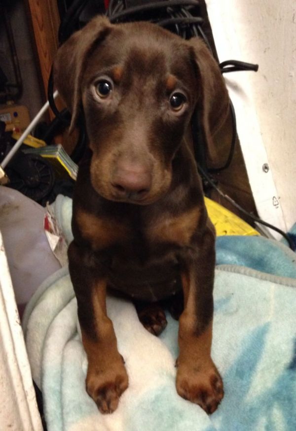 Regalo adorabili cuccioli Dobermann femminucce e maschietti