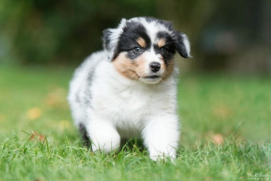 Bella e sani cuccioli di AUSTRALIANO PASTORE  per adozione  (gratis)  