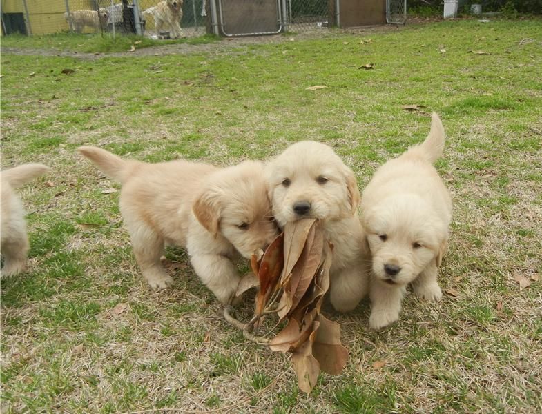  REGALO Golden retriver cuccioli