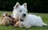 Cuccioli di west highland terrier 2 maschi e 2 femmine