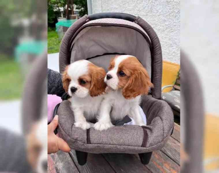 Cavalier King cuccioli introvabili cuccioli di Cavalier King