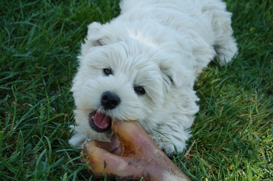 Bella e sani cuccioli di West highland per adozione (gratis) 