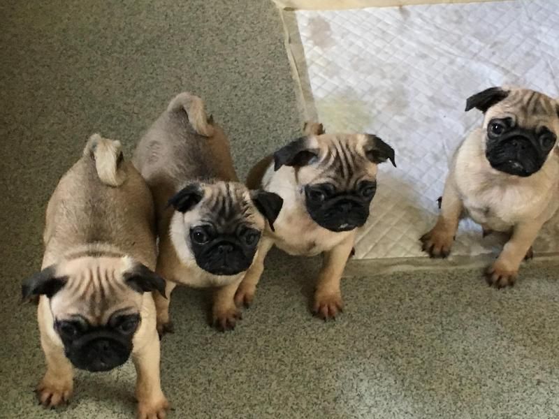  Bellissimi cuccioli carlino