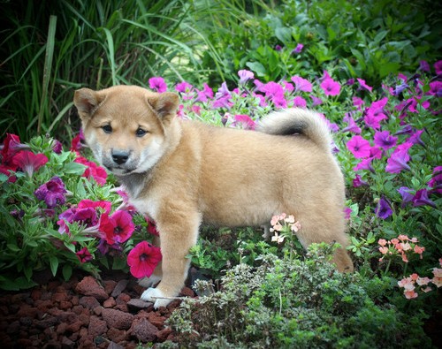  REGALO Cuccioli di Shiba Inu