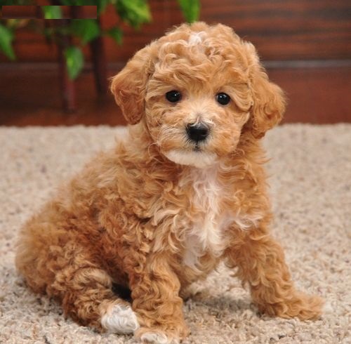  REGALO barboncino cuccioli