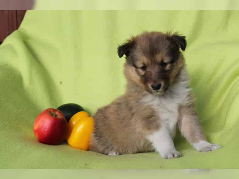  Regalo Cuccioli di shetland sheepdog