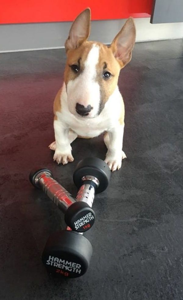 Cuccioli di miniature bull terrier  ( Gratis )