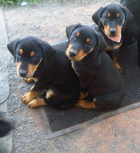 adorabili cuccioli Dobermann femminucce e maschietti disponibili