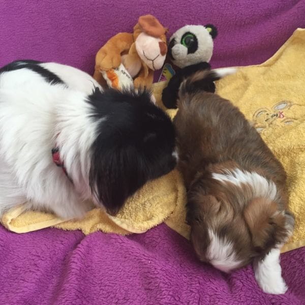  cuccioli di shih tzu ( Gratis )