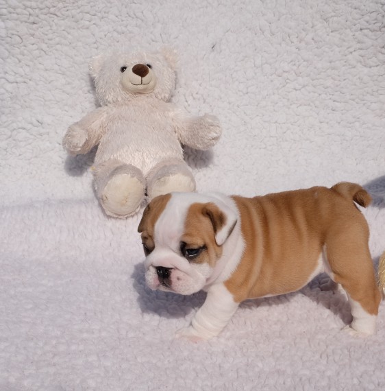 Regalo Bulldog inglese cuccioli disponibili