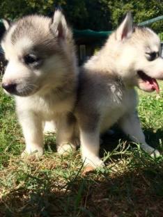 Regalo cuccioli di Siberian Husky