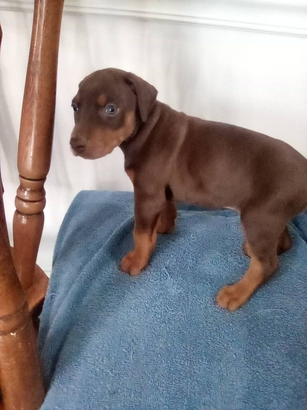Regalo cuccioli di doberman Pinscher disponibili. 