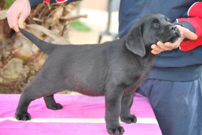 Cuccioli Labrador In Regalo Viterbo Promozioni Ikea Pax