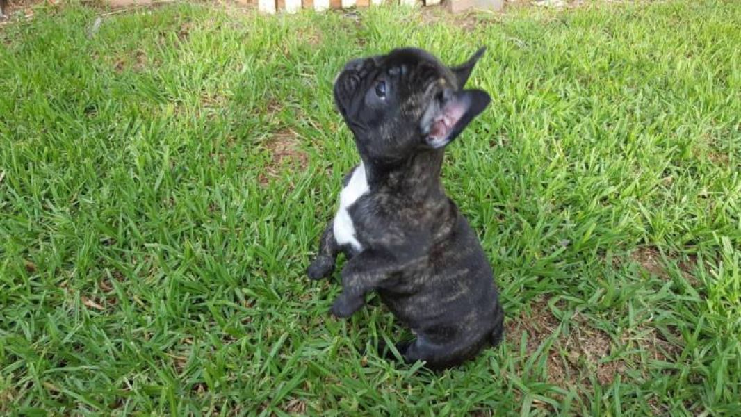 Adorabili cuccioli di bulldog di razza
