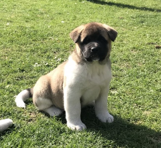 Regalo Akita Splendidi cuccioli..