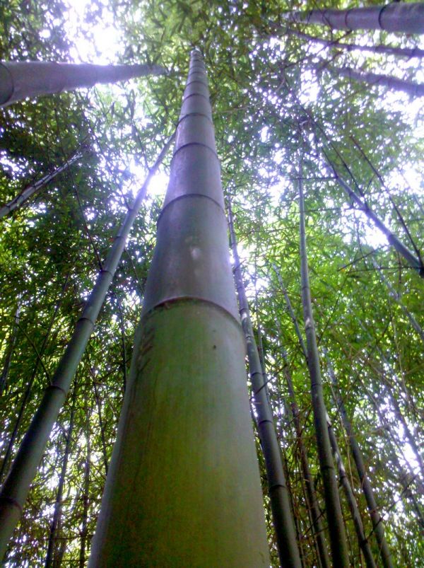 In vendita canne di bamb� bambu con diametri da 1 a 10 cm. lunghezza da definire