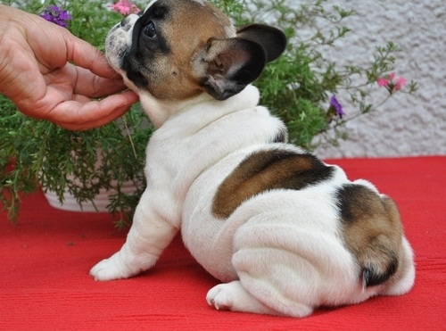  Regalo Cuccioli di Cane a Bulldog Francese