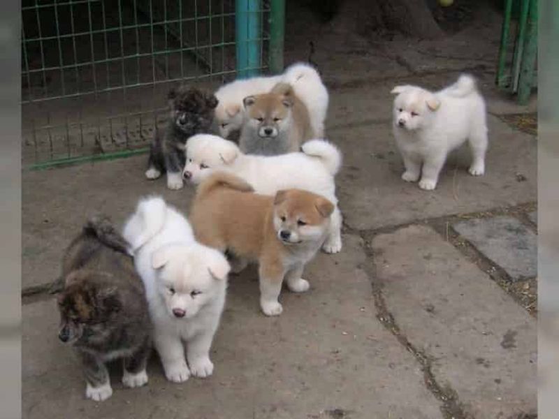  Regalo Akita Splendidi cuccioli..