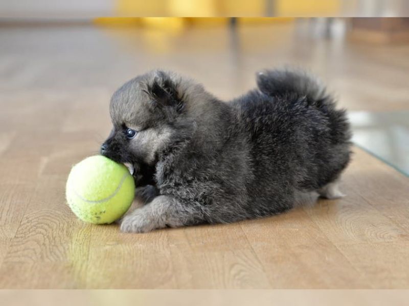  Regalo Volpino Pomerania cuccioli