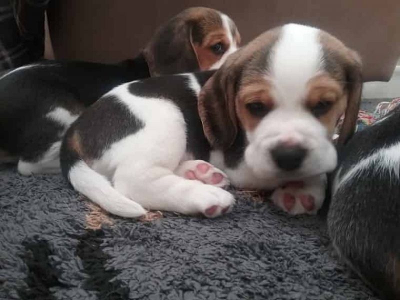  REGALO Cuccioli dolce e bella Beagle