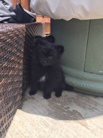 Bellissimi cuccioli di Volpino Pomerania