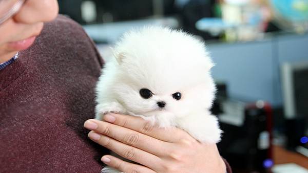 Bellissimi cuccioli di Volpino Pomerania