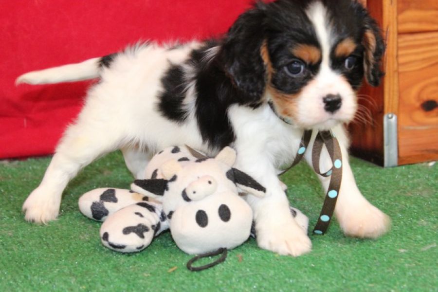  cuccioli di cavalier king femminucce e maschietti disponibili per l'adozione 