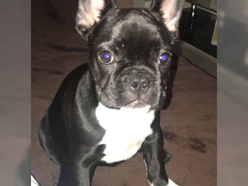  REGALO Cuccioli di Bulldog Francese