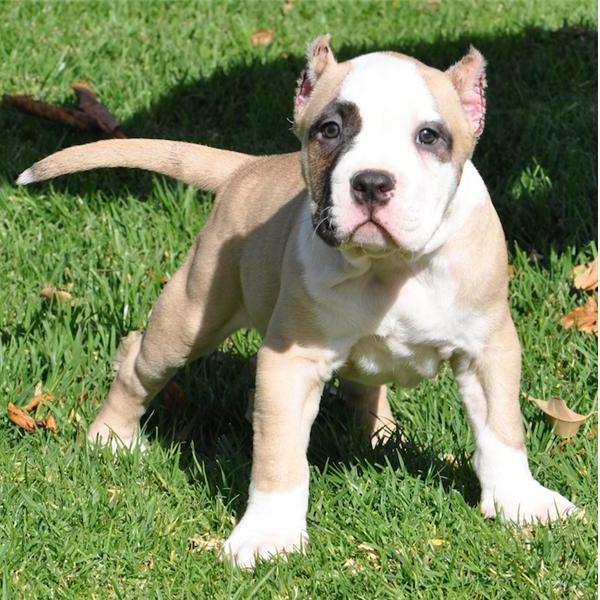  Regalo Cuccioli pitbull