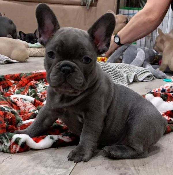 Bulldog francese di due mesi