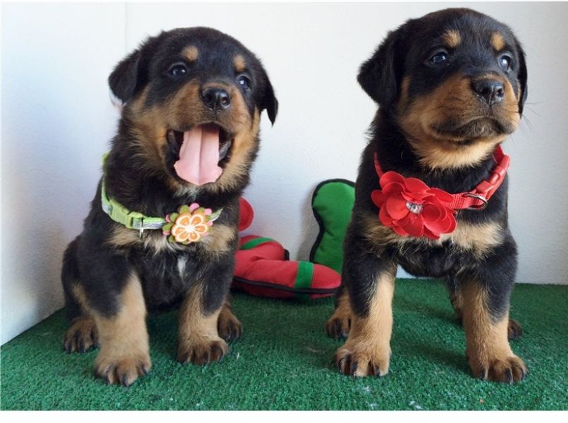  REGALO Cuccioli di rottweiler 1 femmine e un maschietto.